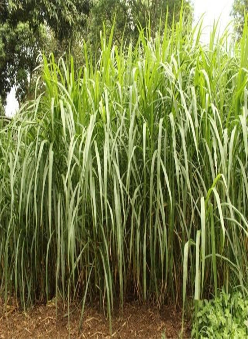GGOOT Giant Elephant Grass 20+ Seeds - Image 1