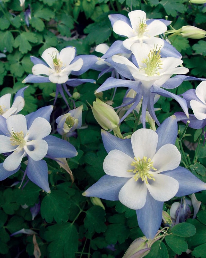 Burpee Blue Star Columbine Seeds 60 seeds - Image 3