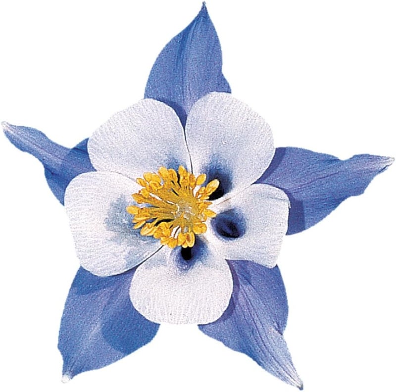 Burpee Blue Star Columbine Seeds 60 seeds - Image 1