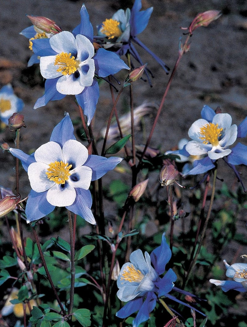 Burpee Blue Star Columbine Seeds 60 seeds - Image 2