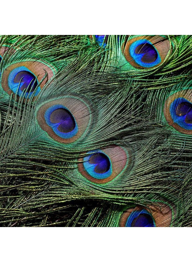Ballinger 20pcs Natural Peacock Feathers Long Pole Bulk 40-45 inch for DIY Craft, Wedding Holiday Decorationn and Floral Arrangement - Image 3