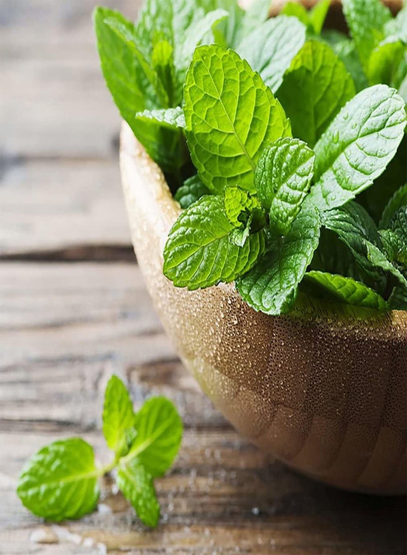 GGOOT 300Pcs Mint Seeds Refreshing Aroma Perennial for Garden Farm Planting Entry Level Variety Easy to Cultivate Suitable for Beginners - Image 1