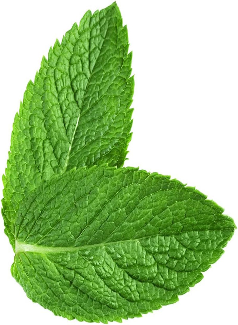 GGOOT 300Pcs Mint Seeds Refreshing Aroma Perennial for Garden Farm Planting Entry Level Variety Easy to Cultivate Suitable for Beginners - Image 2