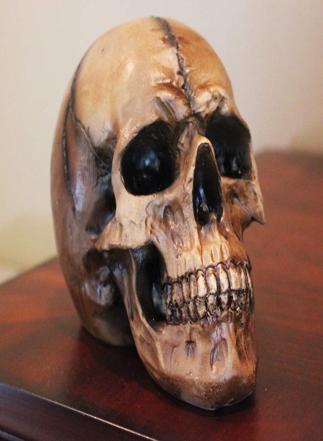 Seraphic Spooky Scary Old Looking Human Skull Decor Statue/Sculpture for Halloween Haunted House Prop Decorations, Life Size, Brown - Image 2