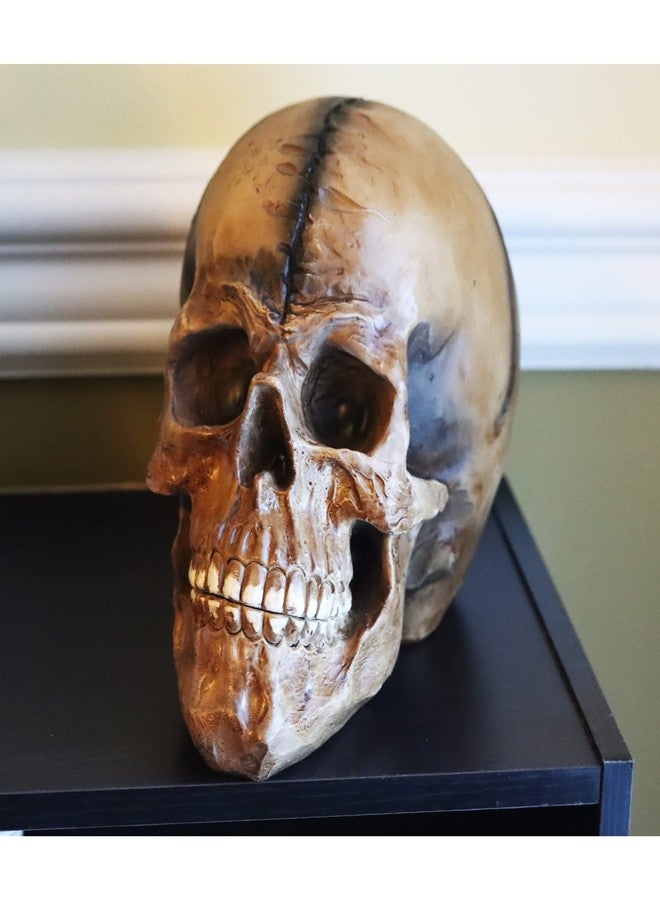 Seraphic Spooky Scary Old Looking Human Skull Decor Statue/Sculpture for Halloween Haunted House Prop Decorations, Life Size, Brown - Image 3