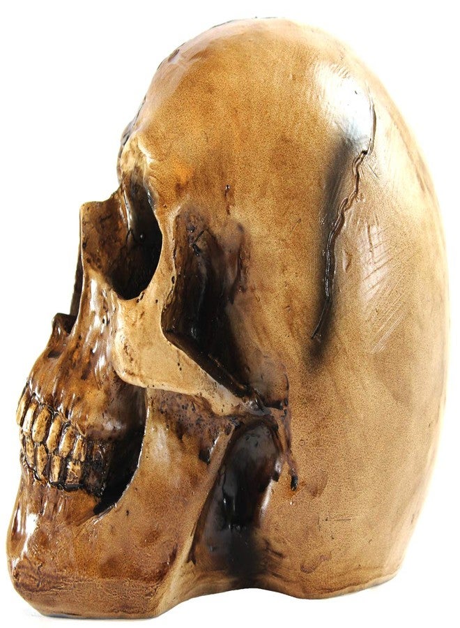 Seraphic Spooky Scary Old Looking Human Skull Decor Statue/Sculpture for Halloween Haunted House Prop Decorations, Life Size, Brown - Image 5