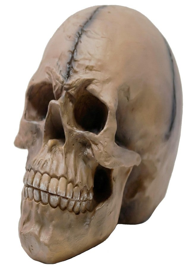 Seraphic Spooky Scary Old Looking Human Skull Decor Statue/Sculpture for Halloween Haunted House Prop Decorations, Life Size, Brown - Image 1