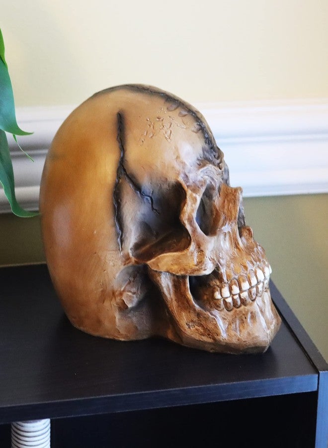 Seraphic Spooky Scary Old Looking Human Skull Decor Statue/Sculpture for Halloween Haunted House Prop Decorations, Life Size, Brown - Image 4
