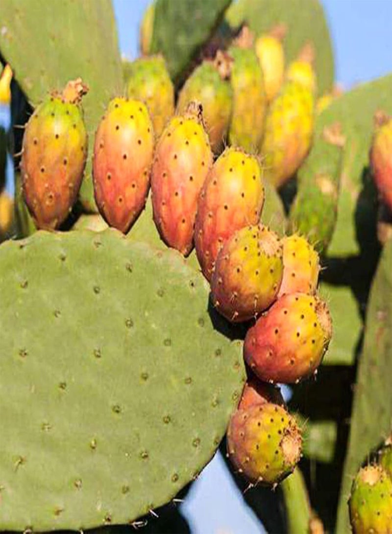 جي جوت كيس واحد من بذور فواكه Opuntia غير معدلة وراثيًا عالية الإنتاجية صغيرة الحجم من بذور Ficus-Indica الطبيعية للحديقة، مقاس واحد - Image 1