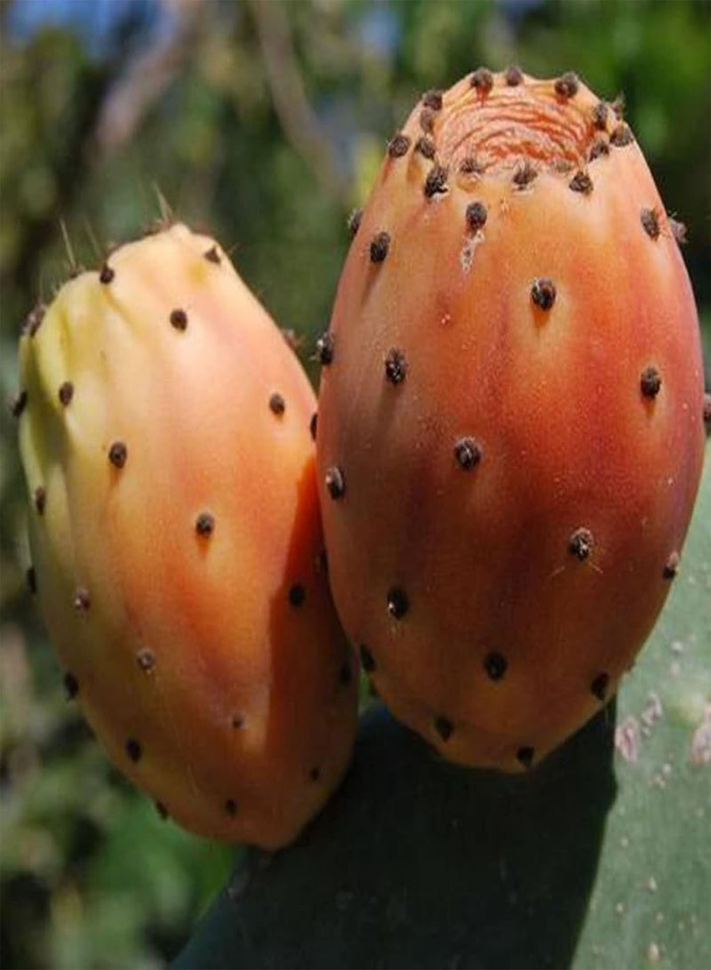 جي جوت كيس واحد من بذور فواكه Opuntia غير معدلة وراثيًا عالية الإنتاجية صغيرة الحجم من بذور Ficus-Indica الطبيعية للحديقة، مقاس واحد - Image 4
