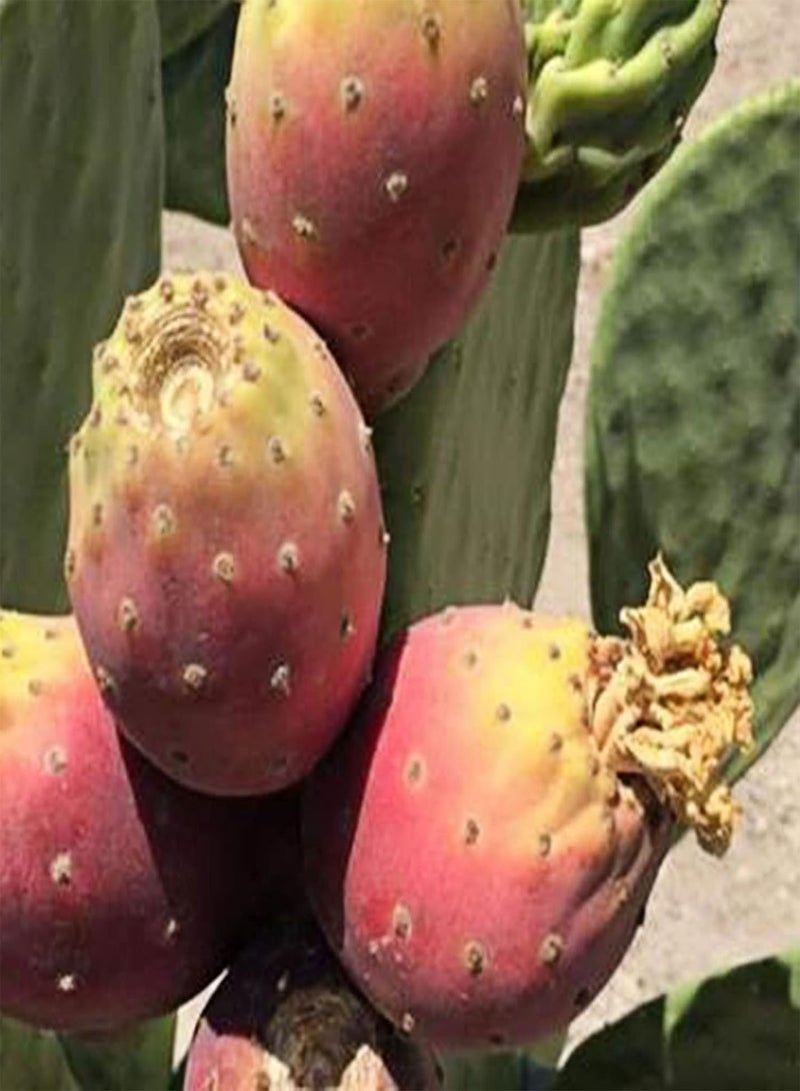 جي جوت كيس واحد من بذور فواكه Opuntia غير معدلة وراثيًا عالية الإنتاجية صغيرة الحجم من بذور Ficus-Indica الطبيعية للحديقة، مقاس واحد - Image 3