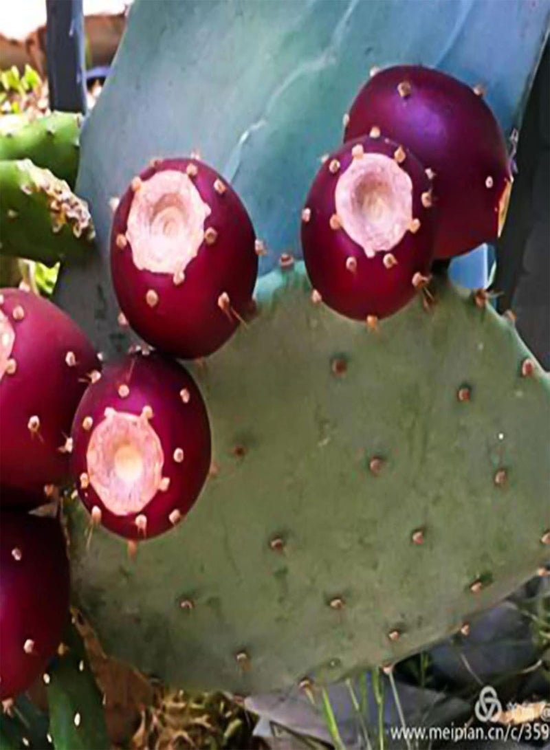 جي جوت كيس واحد من بذور فواكه Opuntia غير معدلة وراثيًا عالية الإنتاجية صغيرة الحجم من بذور Ficus-Indica الطبيعية للحديقة، مقاس واحد - Image 5