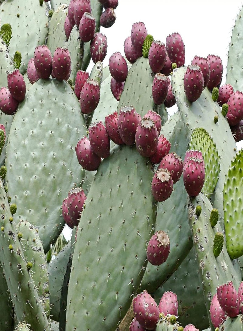 جي جوت كيس واحد من بذور فواكه Opuntia غير معدلة وراثيًا عالية الإنتاجية صغيرة الحجم من بذور Ficus-Indica الطبيعية للحديقة، مقاس واحد - Image 2