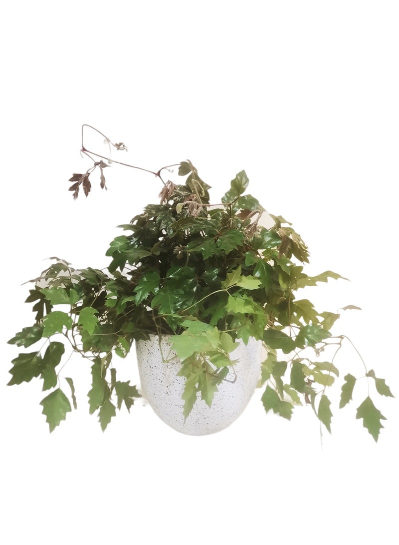 Shatla Shop نبات فيلوديندرون في وعاء من التراكوتا