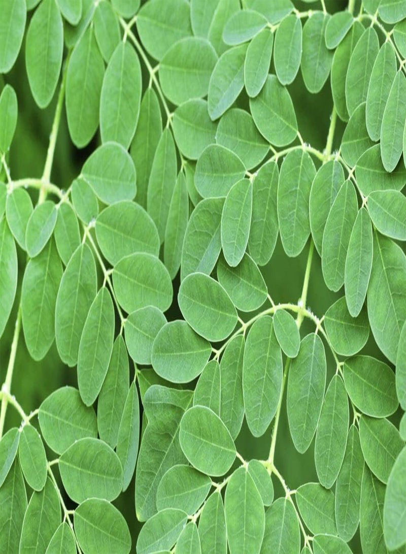 GGOOT Moringa Bonsai Tree 30+ Seeds - Image 3