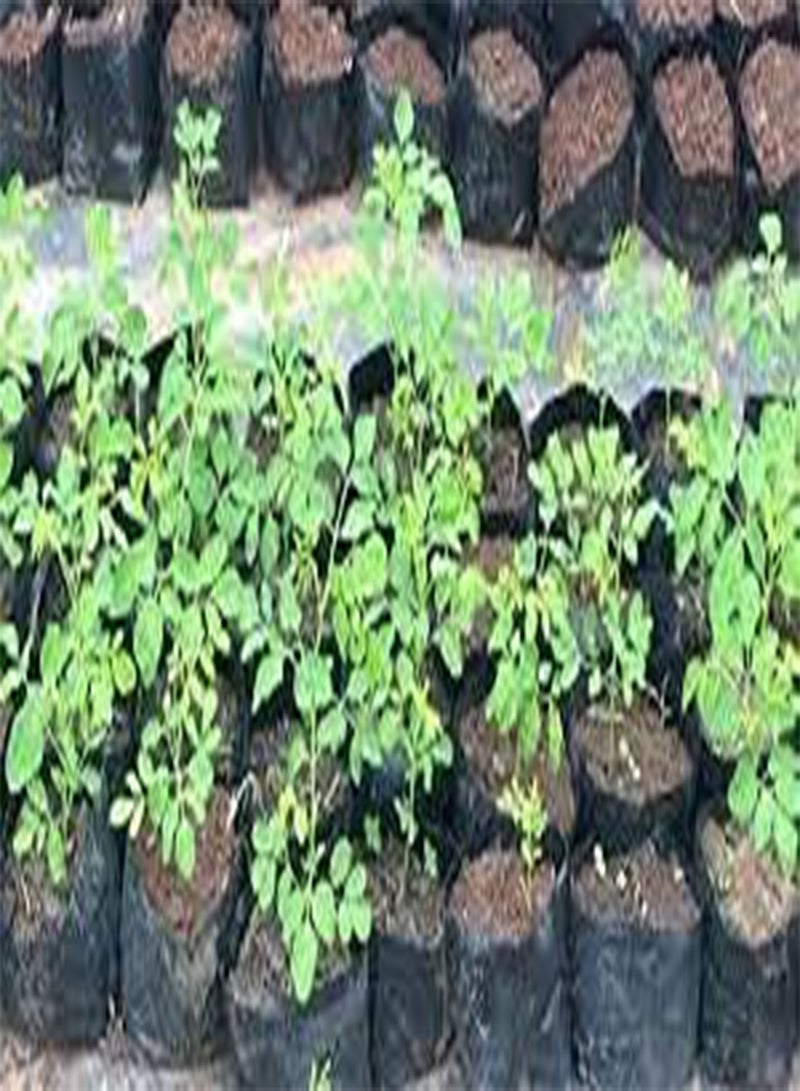 GGOOT Moringa Bonsai Tree 30+ Seeds - Image 4
