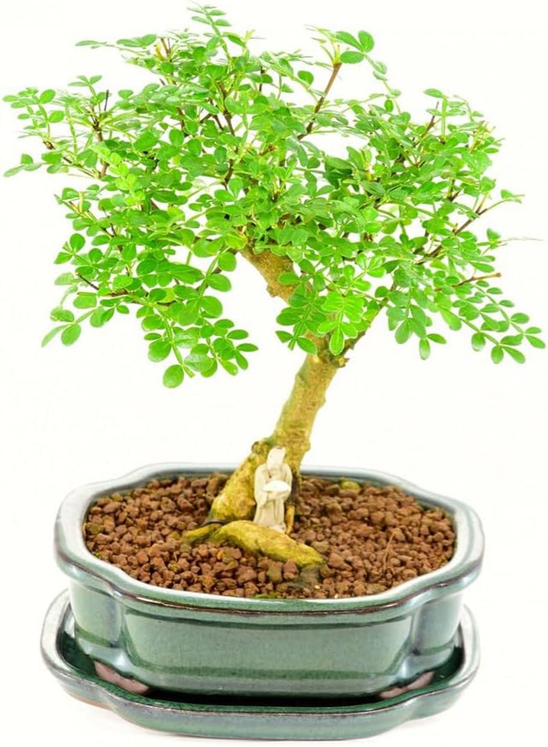 GGOOT Moringa Bonsai Tree 30+ Seeds - Image 1