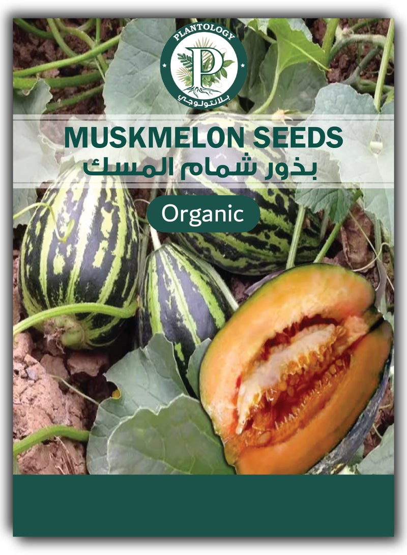بذور شمام للزراعة - بذور فاكهة الشمام - عبوتان - Image 1