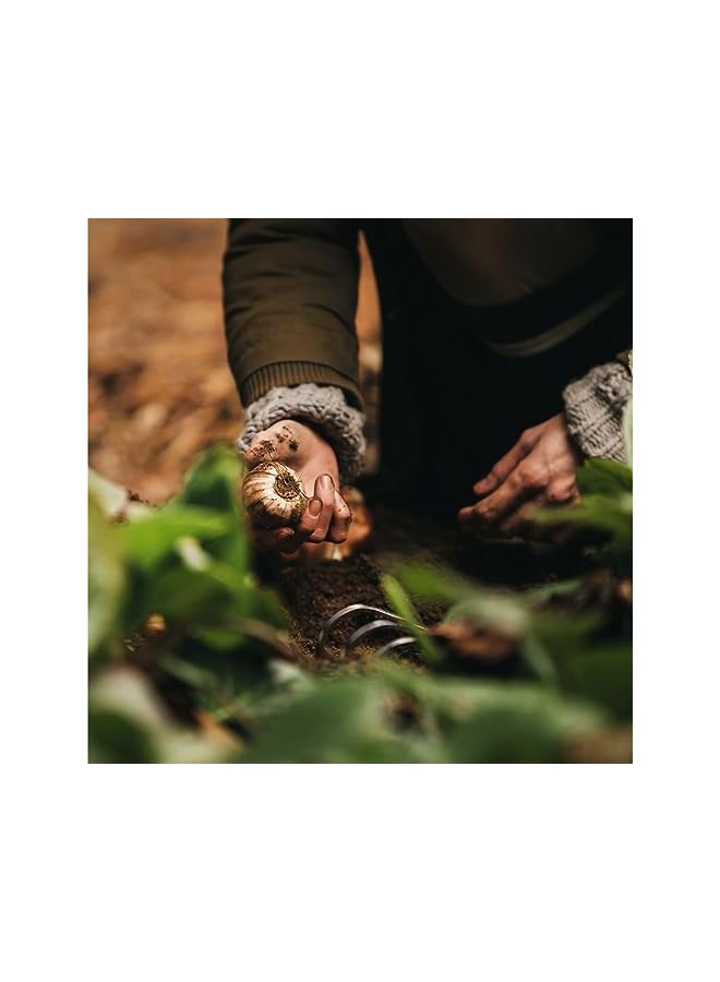 Fiskars 315520-1001 Xact Hand Garden Rake, Black/Slivler - Image 3