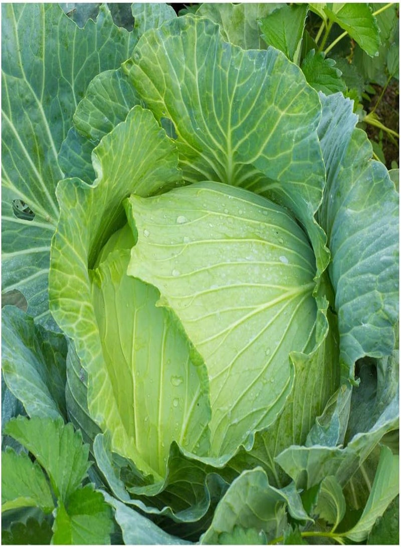 GGOOT Cabbage Early Jersey Wakefield 6632 (Green) 50 Non-GMO, Heirloom Seeds - Image 1