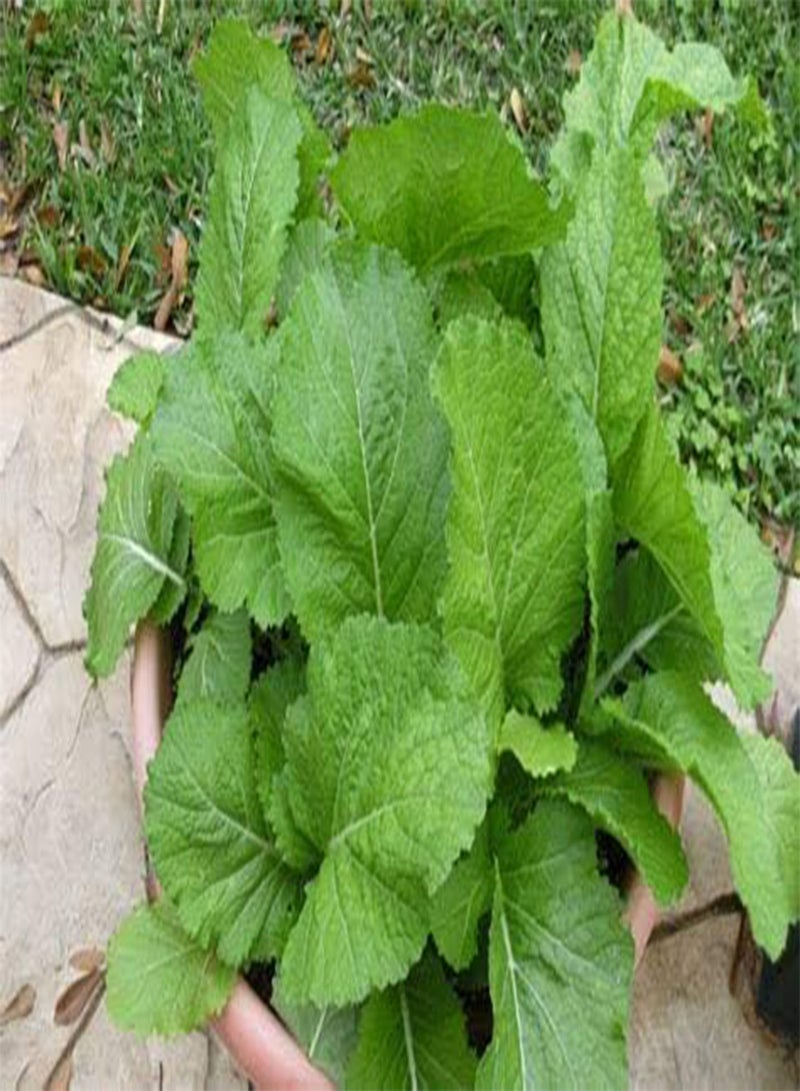 GGOOT 100 Green Leaf Mustard Plant Seeds - Image 3