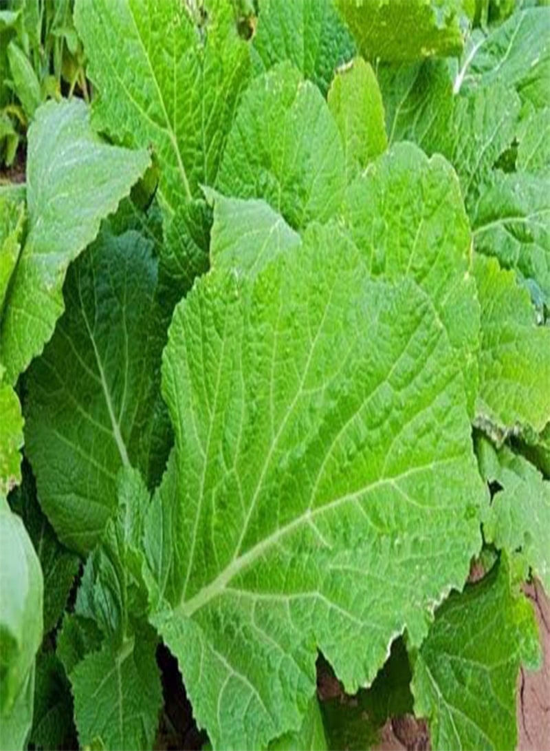 GGOOT 100 Green Leaf Mustard Plant Seeds - Image 1
