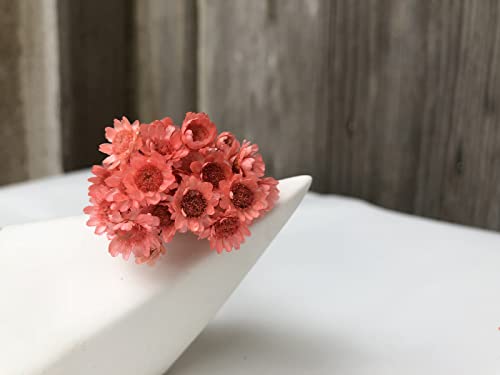 MLSG 100 Stems Natural Dry Flowers Brazilian Small Star Daisy Decorative Dried Flowers Mini Daisy Chamomile Bouquet for Wedding Floral Arrangements Home Decorations (Lotus Color) - Image 3