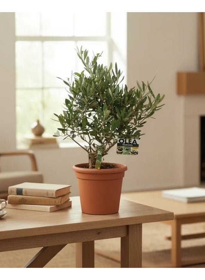 Olive Plant  Live Indoor Plant from Spain in Premium Pot | Authentic Mediterranean Olive Tree for Home & Office Décor | Easy Care Indoor Olive Plant for Stylish Modern Interiors