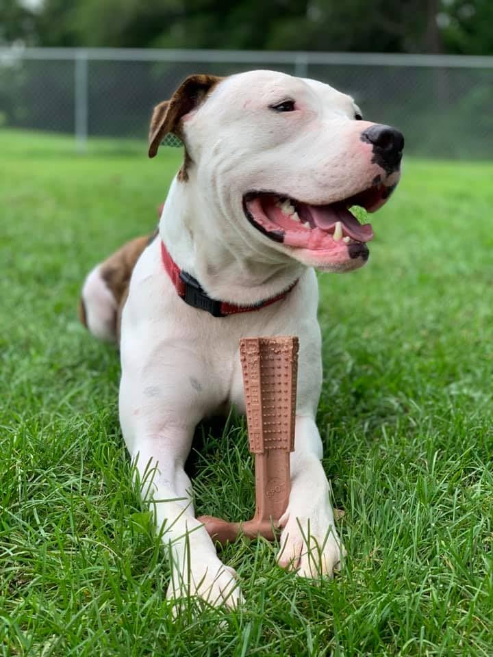 SPOT Bam-Bones Plus T Bone - Bamboo Fiber & Nylon Dog Chew Toy for Moderate to Aggressive Chewers, Non-Splintering, Long-Lasting, 7in Beef Flavor, for Adult Dogs & Teething Puppies Under 90lbs - Image 2