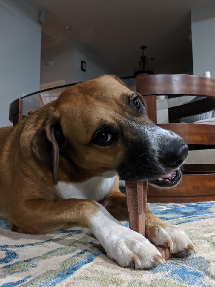 SPOT Bam-Bones Plus T Bone - Bamboo Fiber & Nylon Dog Chew Toy for Moderate to Aggressive Chewers, Non-Splintering, Long-Lasting, 7in Beef Flavor, for Adult Dogs & Teething Puppies Under 90lbs - Image 3