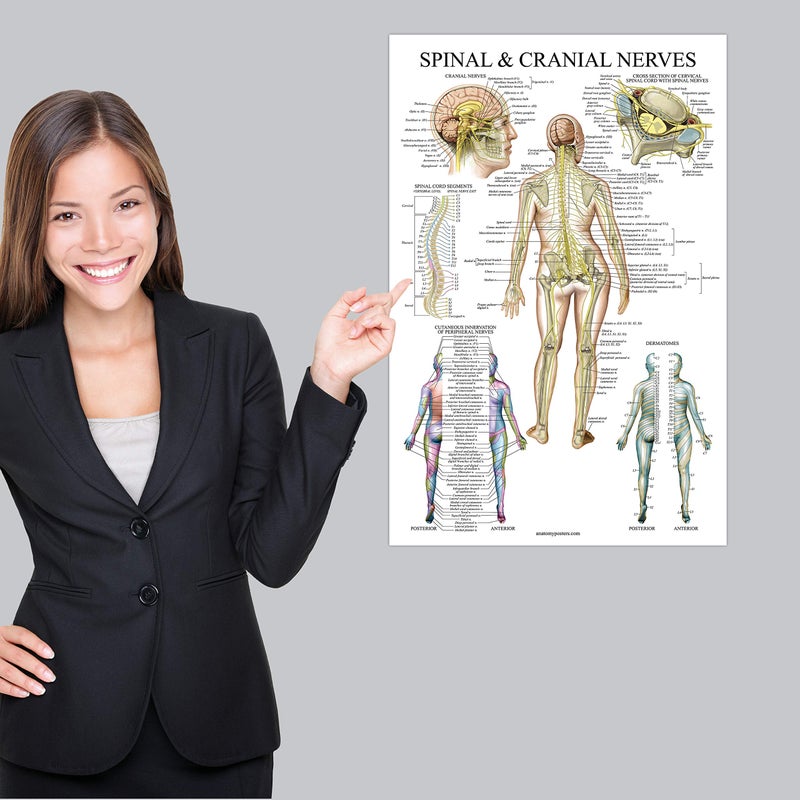 Palace Learning 2 Pack: Spinal and Cranial Nerves + Disorders of the Spine Poster Set - Set of 2 Anatomical Charts - Laminated - 18" x 24" - Image 5