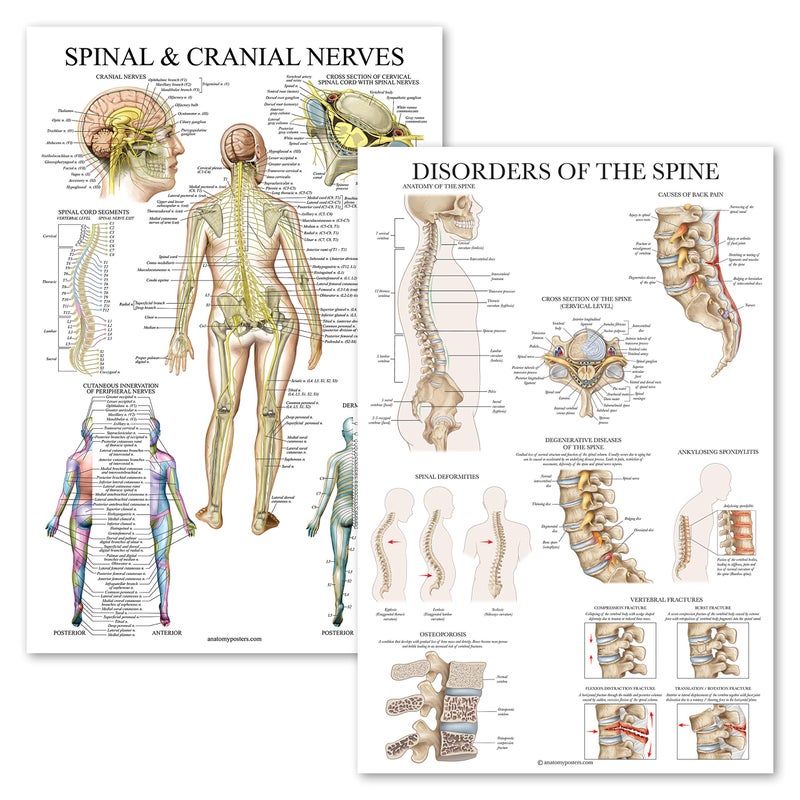 Palace Learning 2 Pack: Spinal and Cranial Nerves + Disorders of the Spine Poster Set - Set of 2 Anatomical Charts - Laminated - 18" x 24" - Image 1