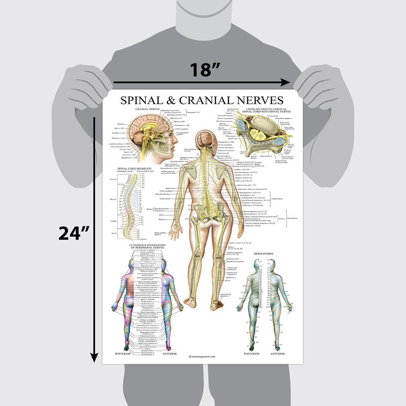 Palace Learning 2 Pack: Spinal and Cranial Nerves + Disorders of the Spine Poster Set - Set of 2 Anatomical Charts - Laminated - 18" x 24" - Image 2