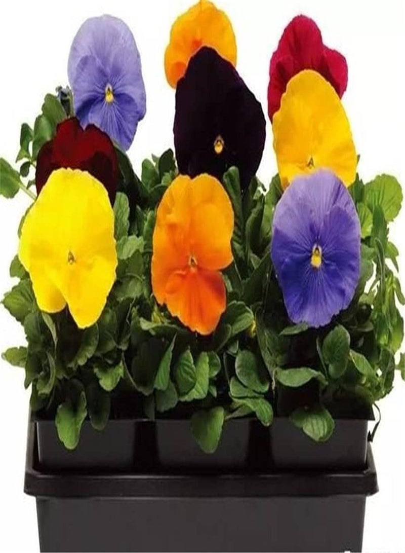 جي جوت بذور زهرة البانسيه المستوردة - مجموعة هدايا حديقة المنزل - استمتع بمتعة زراعة عشبة معمرة - 300 قطعة - Image 1