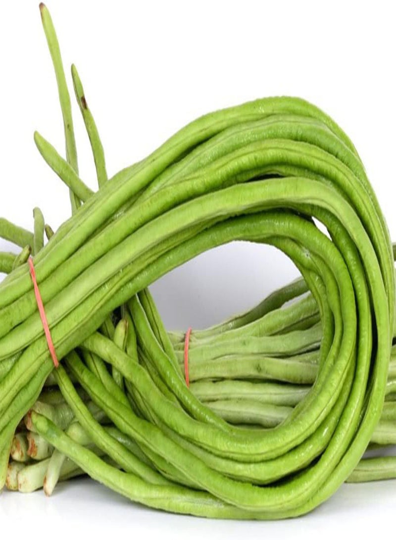 جي جوت 20 قطعة من بذور اللوبياء القديمة، بذور خضراوات للزراعة في الهواء الطلق، بذور الفاصوليا الطويلة سهلة الإدارة، منخفضة الصيانة، شائعة لدى البستانيين المبتدئين - Image 3