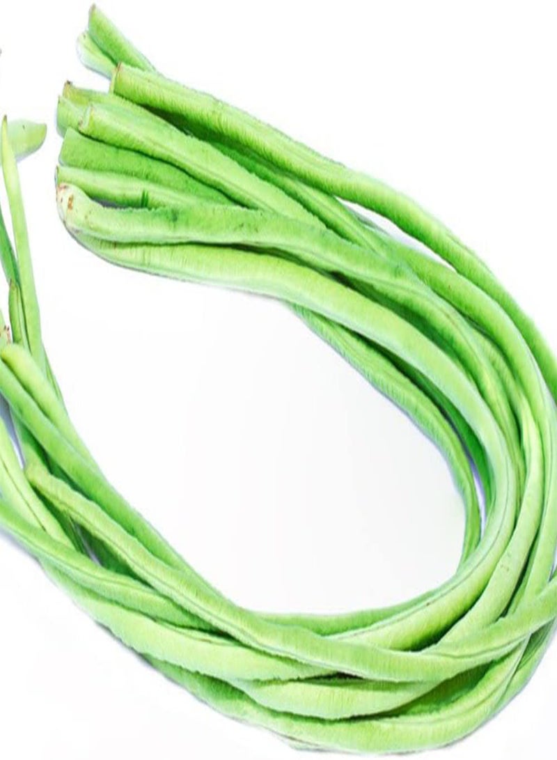 جي جوت 20 قطعة من بذور اللوبياء القديمة، بذور خضراوات للزراعة في الهواء الطلق، بذور الفاصوليا الطويلة سهلة الإدارة، منخفضة الصيانة، شائعة لدى البستانيين المبتدئين - Image 4