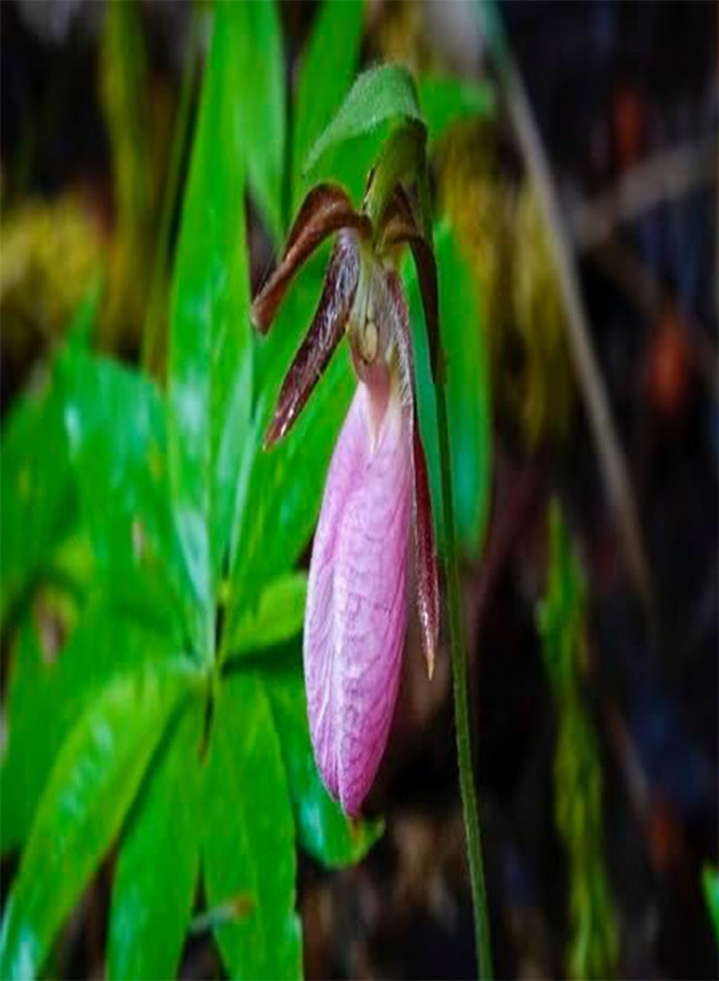 GGOOT 10pcs Fresh Pink Lady's Slipper Flower Seeds - Image 1