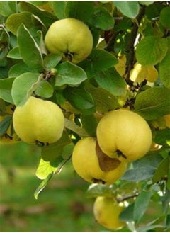 GGOOT 2 Seeds of Quince - CYDONIA Oblonga - Gift  - Image 1