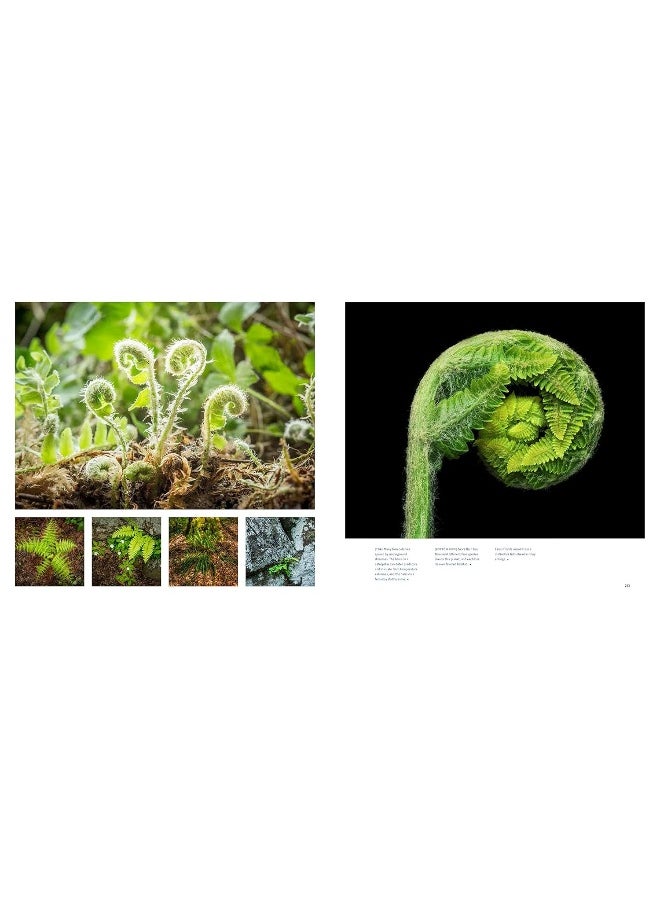 The Living Forest: A Journey Into Nature's Most Intricate Habitat