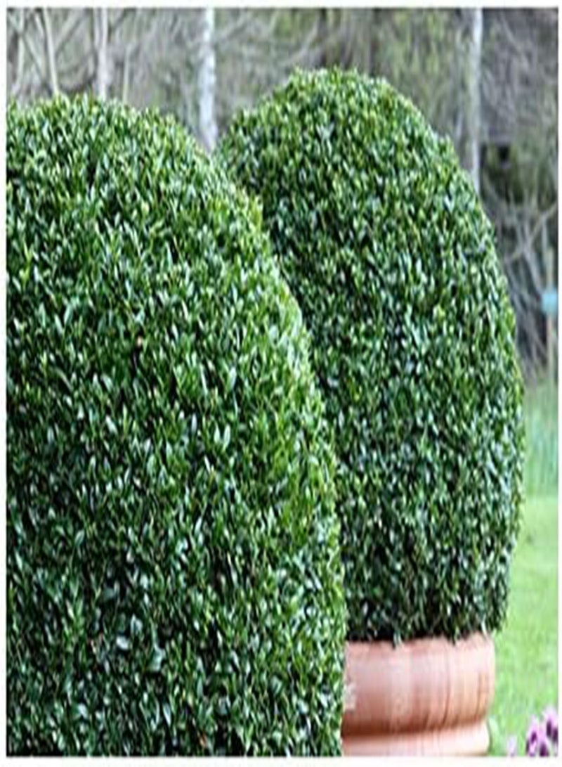 GGOOT seeds Buxus microphylla sinica (Chinese Boxwood)   50 Seeds - Image 1