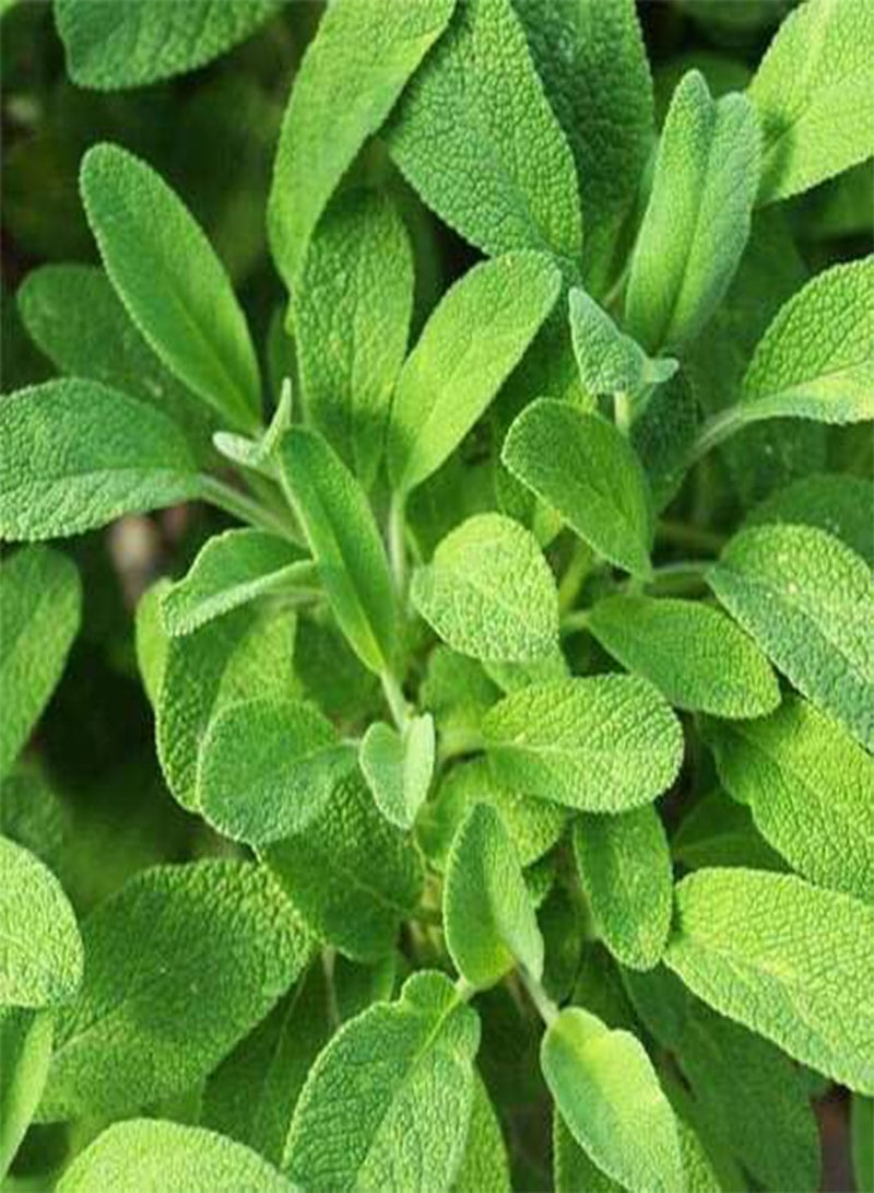 GGOOT 10pcs Fresh Sage Plant Seeds - Image 1