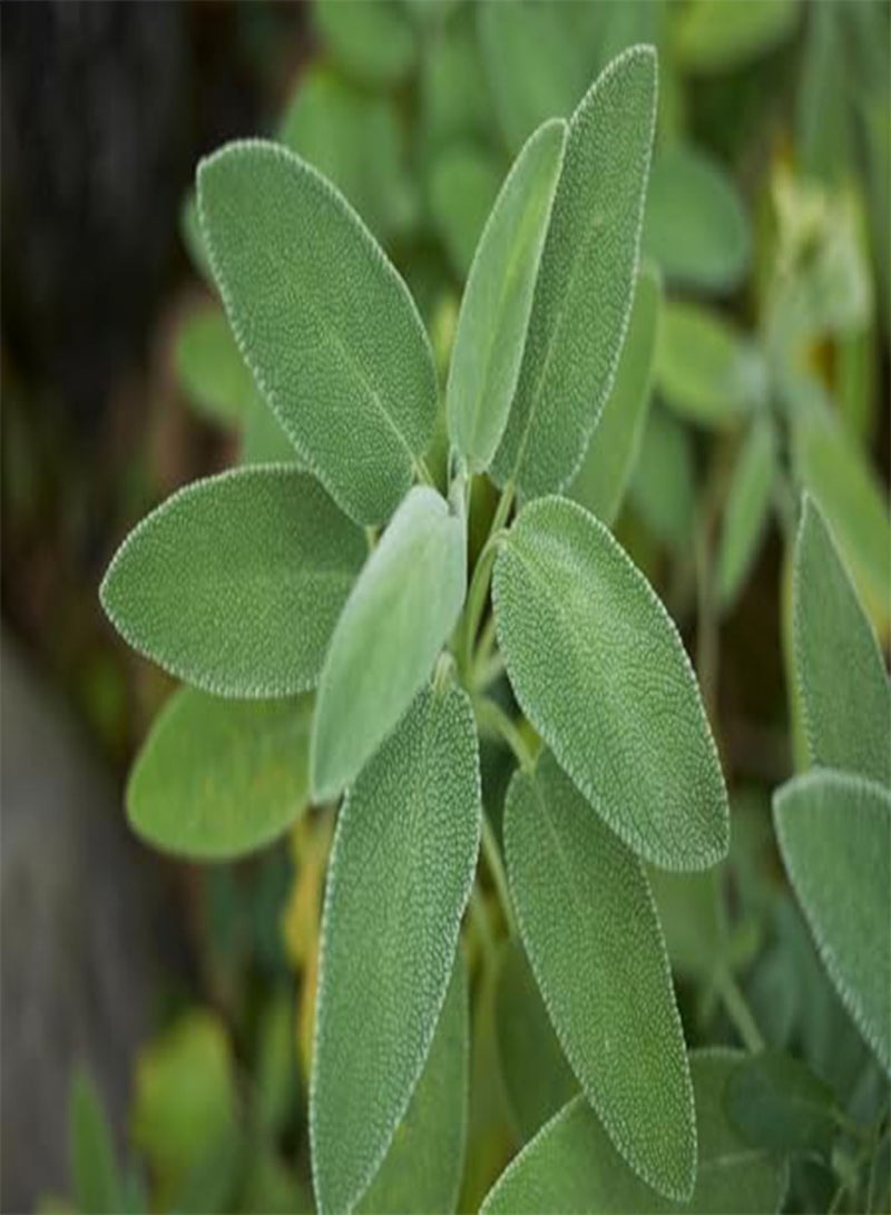 GGOOT 10pcs Fresh Sage Plant Seeds - Image 2