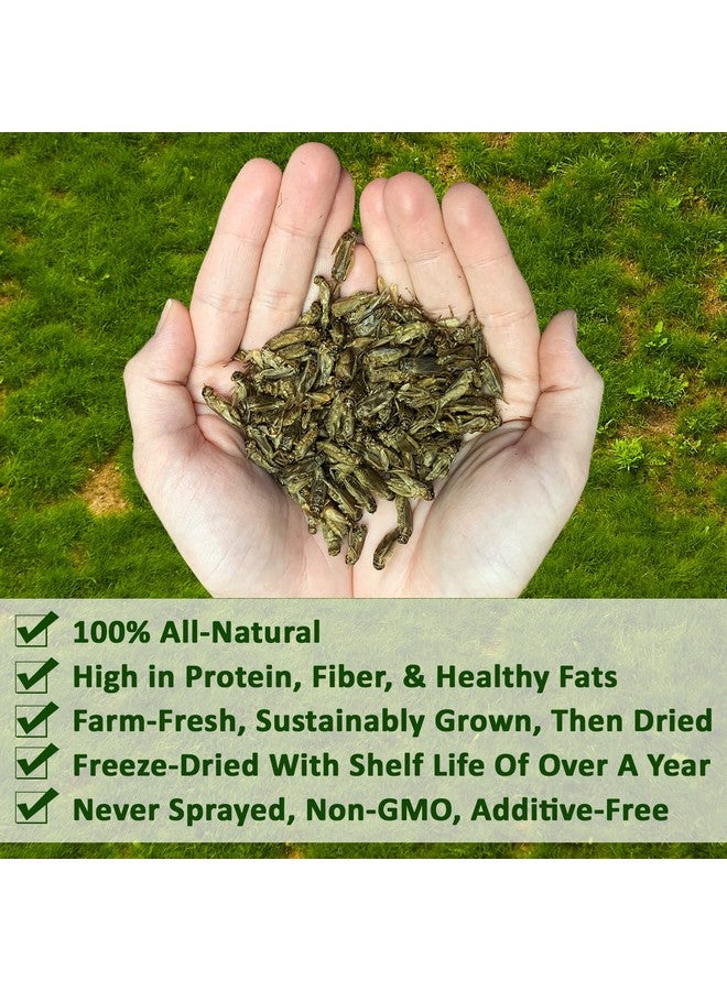 EXOTIC NUTRITION 1/2 Pound Dried Crickets - High Protein Insect Treat - Chickens, Wild Birds, Hedgehogs, Bluebirds, Reptiles, Sugar Gliders, Opossums, Skunks, Lizards, Bearded Dragons, Fish, Turtles 8 oz. (1 Pack)  - Image 2