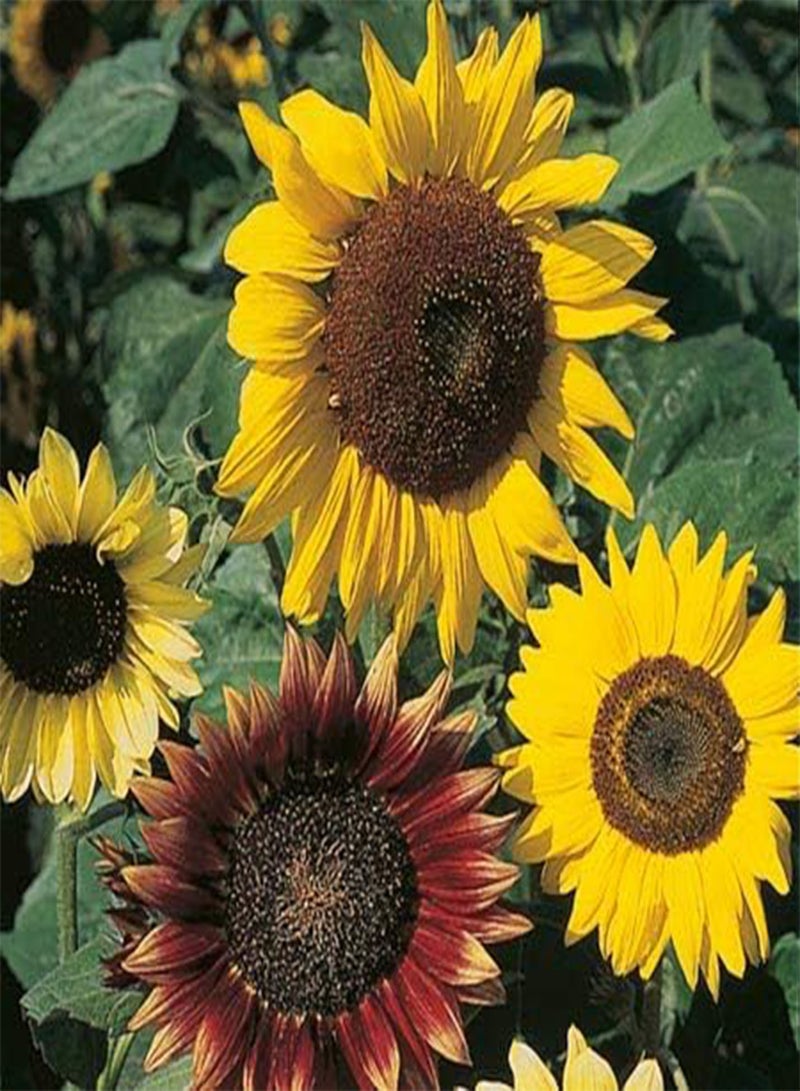 GGOOT seeds Fresh 40 Pcs Sunflower Flower Seeds for Planting Mixed