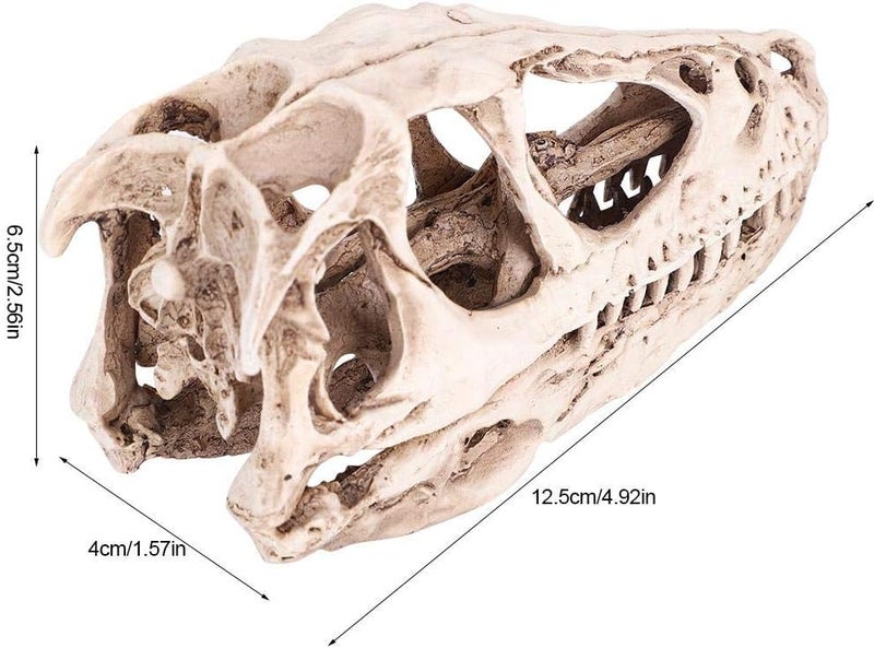 Fdit All-item matching trendy build Resin Dinosaur Skull Model Simulated Animal Skeleton Home Office Decor Craft Teaching Prop Cross product compatible - Image 3