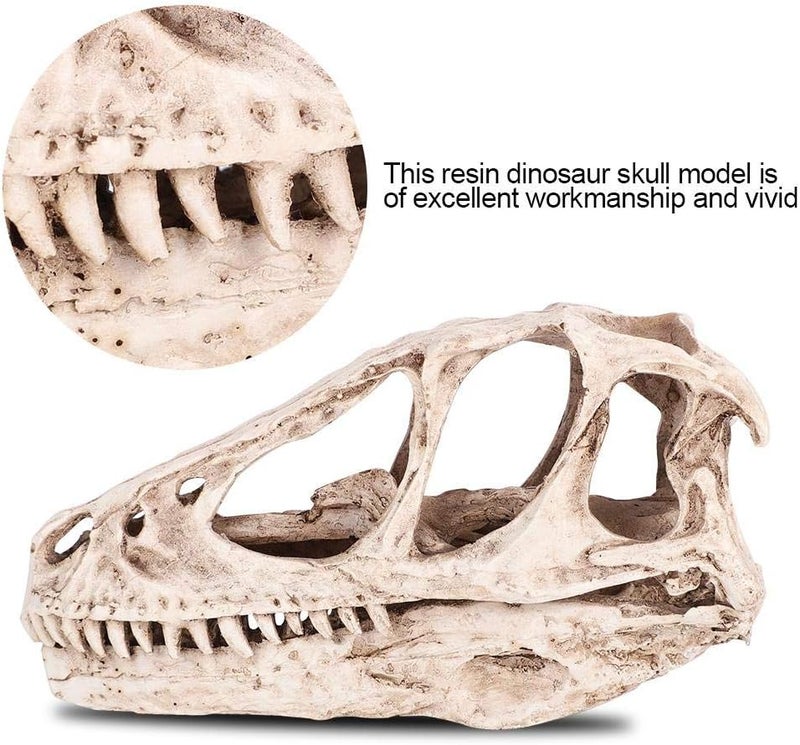 Fdit All-item matching trendy build Resin Dinosaur Skull Model Simulated Animal Skeleton Home Office Decor Craft Teaching Prop Cross product compatible - Image 4