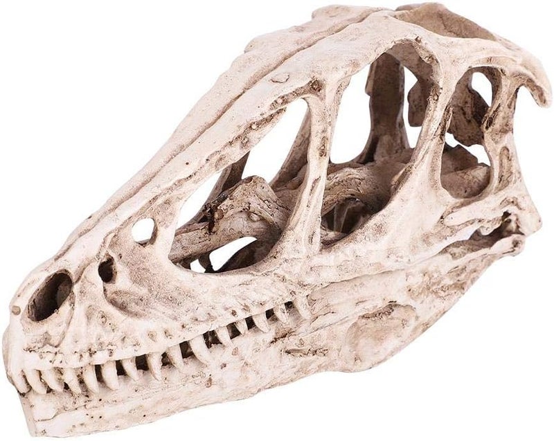Fdit All-item matching trendy build Resin Dinosaur Skull Model Simulated Animal Skeleton Home Office Decor Craft Teaching Prop Cross product compatible - Image 2