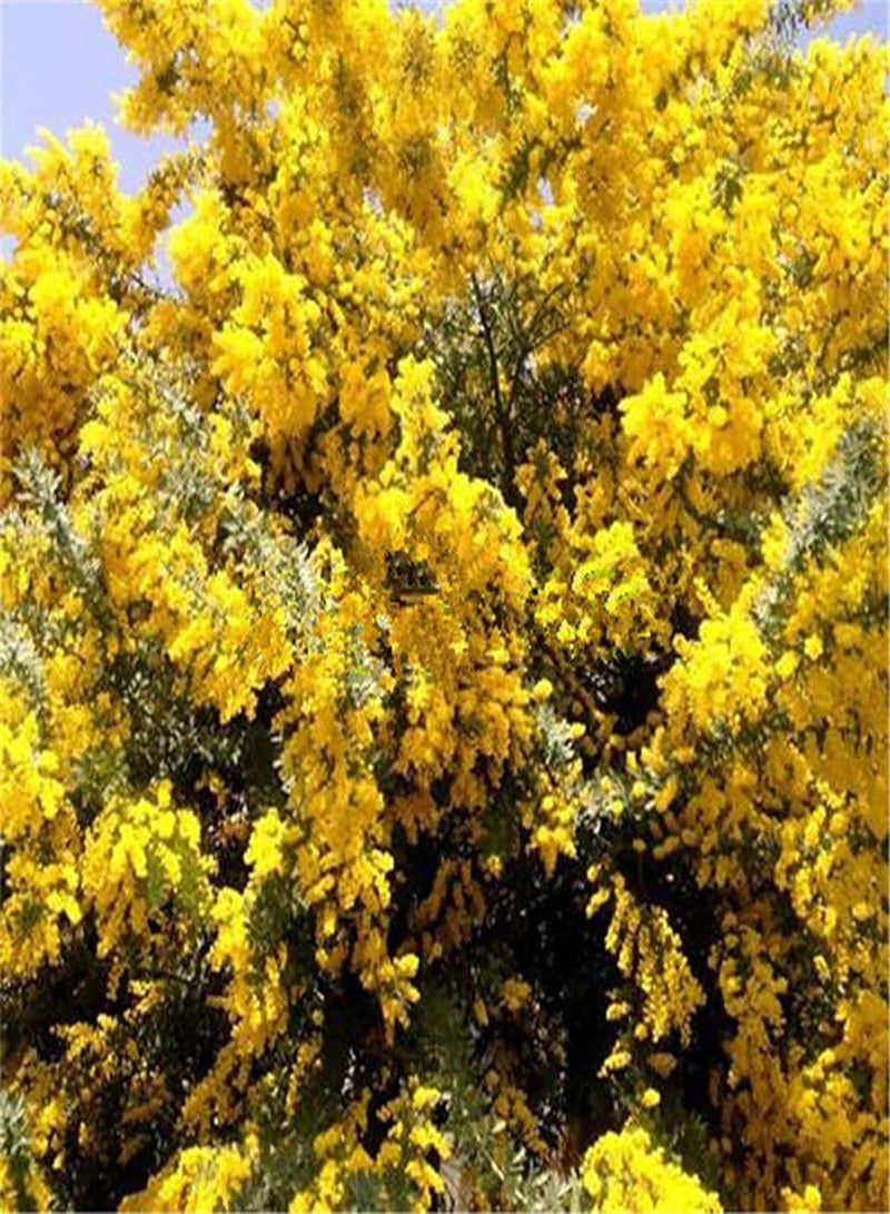 GGOOT 1 Bag Yellow Mimosa seeds Natural High Germination Rate Light Yellow Mimosa seeds for Garden Yellow Mimosa Pudica seeds - Image 3