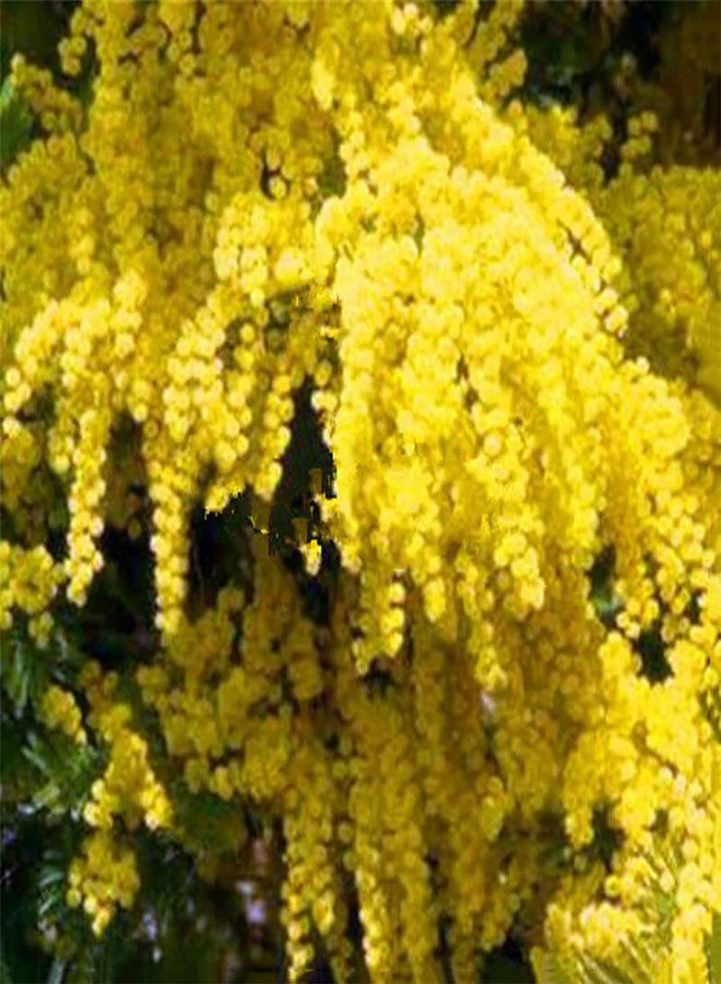 GGOOT 1 Bag Yellow Mimosa seeds Natural High Germination Rate Light Yellow Mimosa seeds for Garden Yellow Mimosa Pudica seeds - Image 5