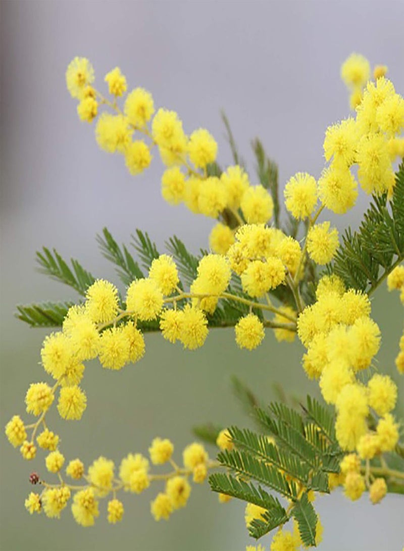 GGOOT 1 Bag Yellow Mimosa seeds Natural High Germination Rate Light Yellow Mimosa seeds for Garden Yellow Mimosa Pudica seeds - Image 2